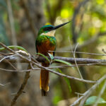 Rufous-tailed Jacamar (image by Eustace Barnes)
