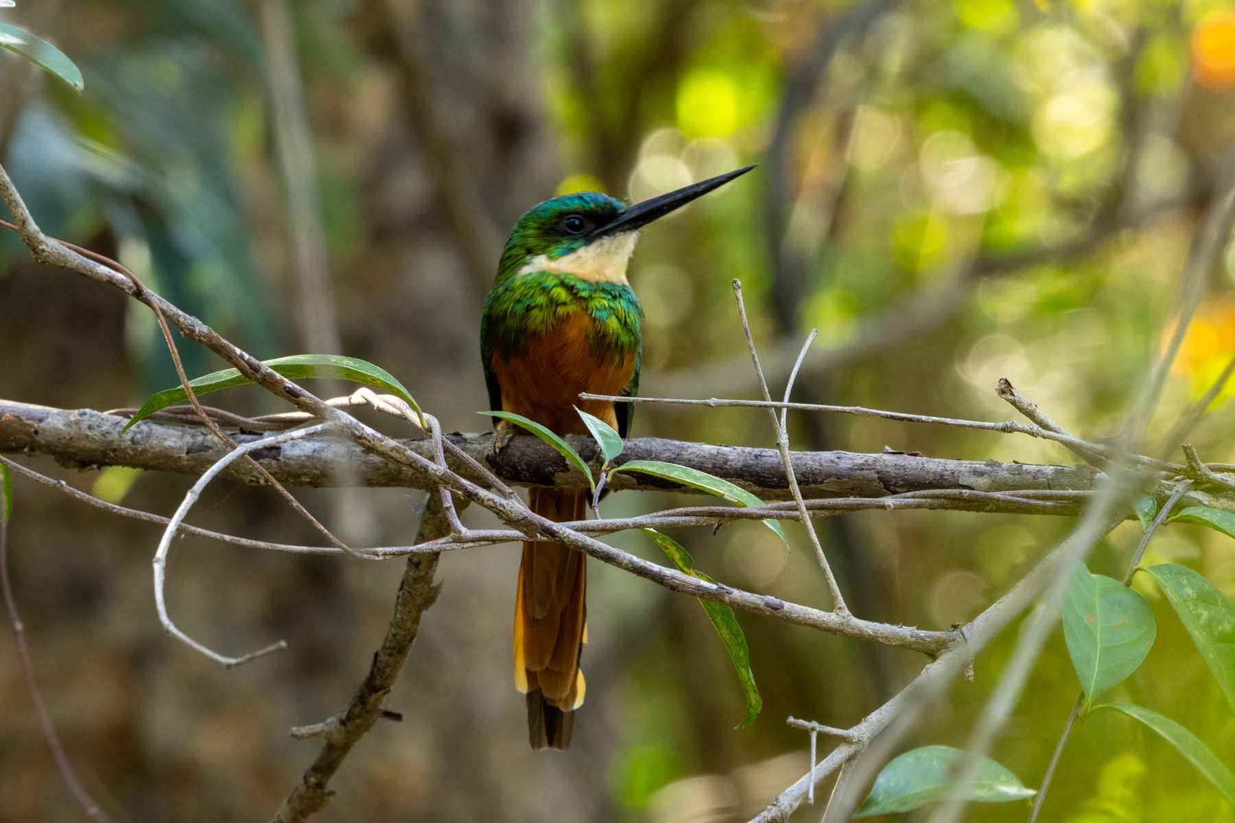 Rufous-tailed Jacamar (image by Eustace Barnes)