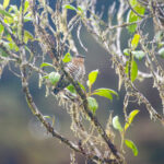 Rufous-throated Bronze Cuckoo (image by Phil Hansbro)