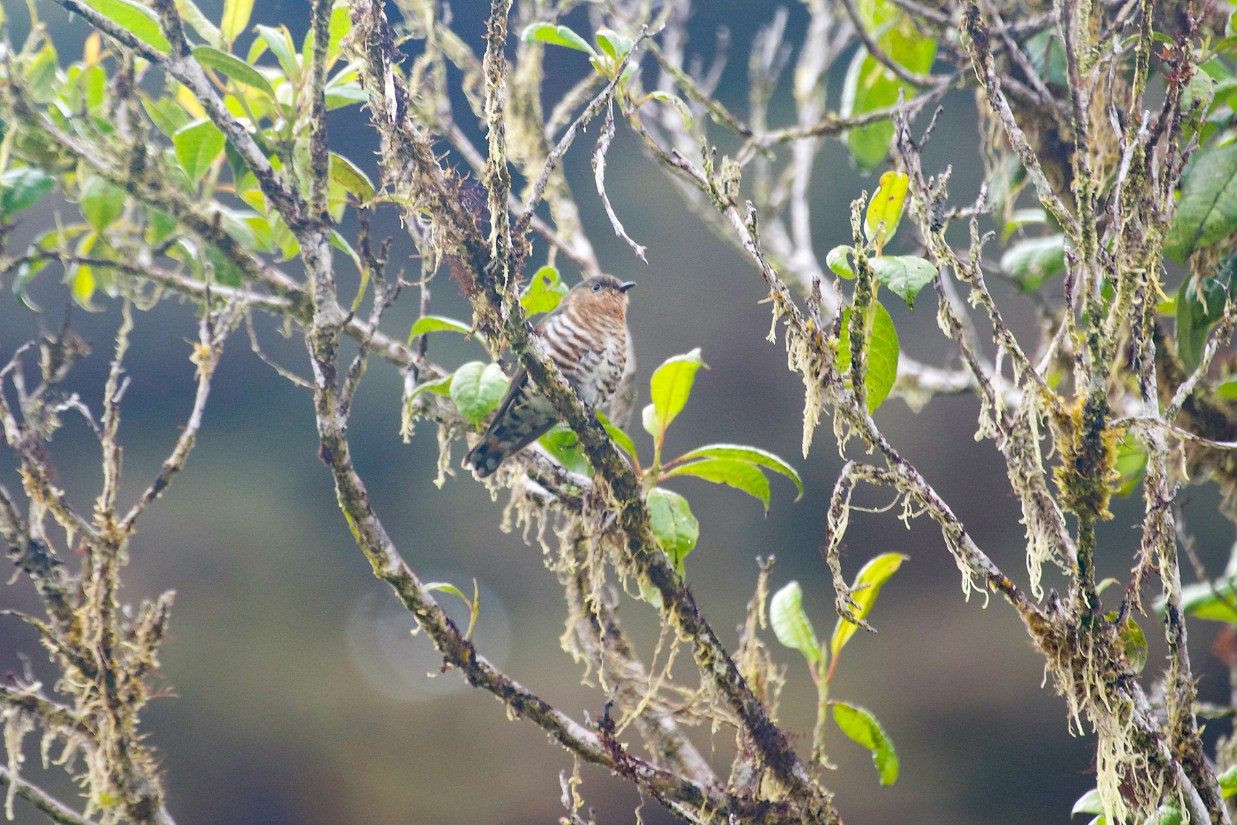 Rufous-throated Bronze Cuckoo (image by Phil Hansbro)