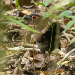 Rufous-winged Ground-Cuckoo (image by Eustace Barnes)