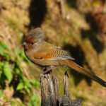 Rusty-fronted Barwing (image by Craig Robson)