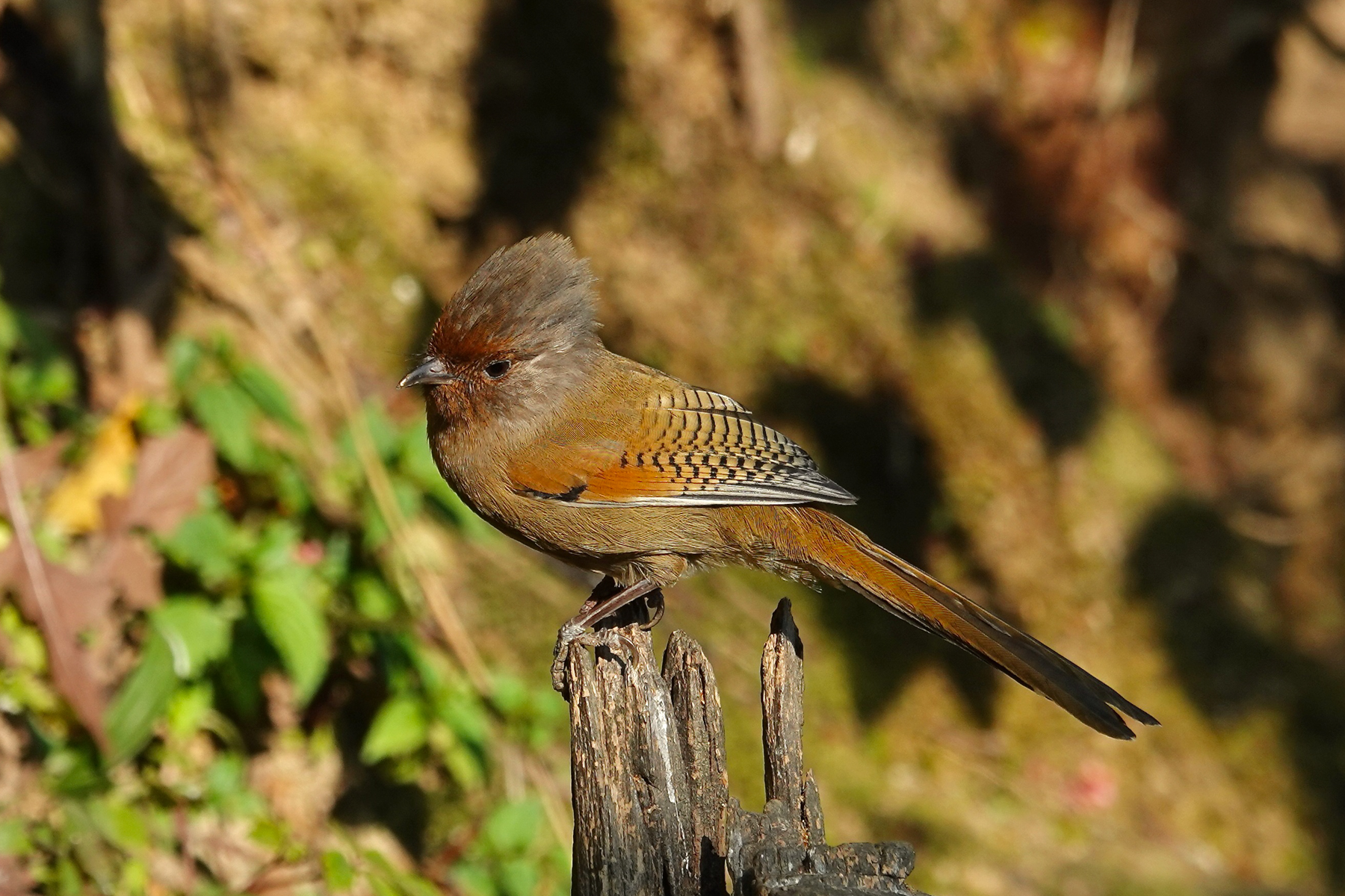 Rusty-fronted Barwing (image by Craig Robson)