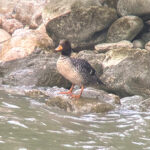 Salvadori's Teal (image by Phil Hansbro)