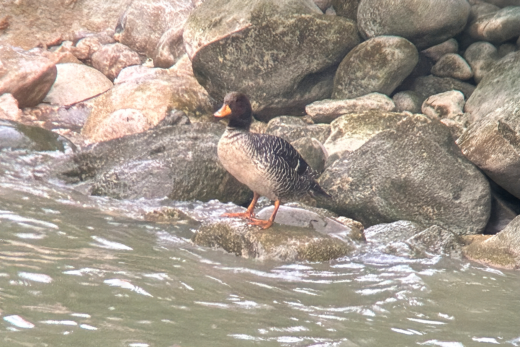 Salvadori's Teal (image by Phil Hansbro)