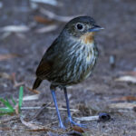 Santa Marta Antpitta (image by Trevor Ellery)
