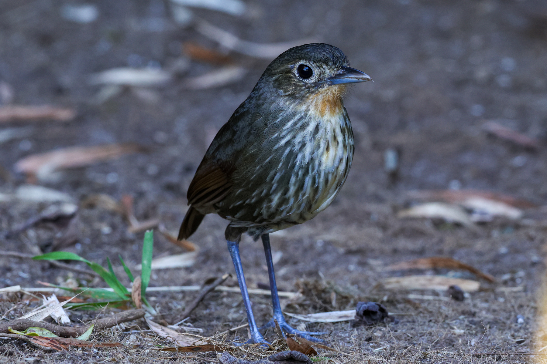 Santa Marta Antpitta (image by Trevor Ellery)