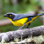Santa Marta Mountain Tanager (image by Trevor Ellery)
