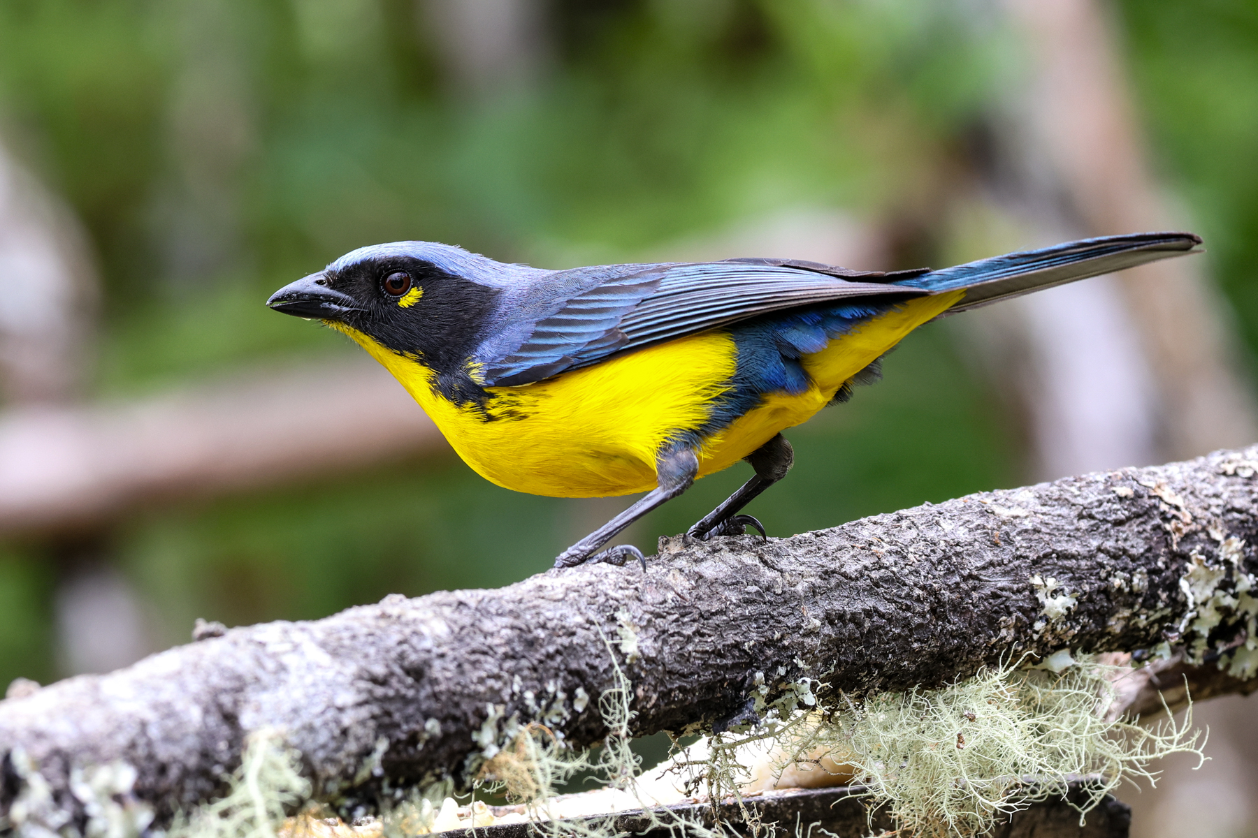 Santa Marta Mountain Tanager (image by Trevor Ellery)
