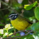 Santa Marta Warbler (image by Trevor Ellery)
