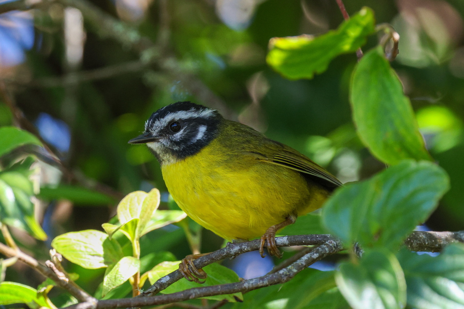 Santa Marta Warbler (image by Trevor Ellery)