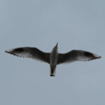 Saunders's Gull (image by Dave Farrow)