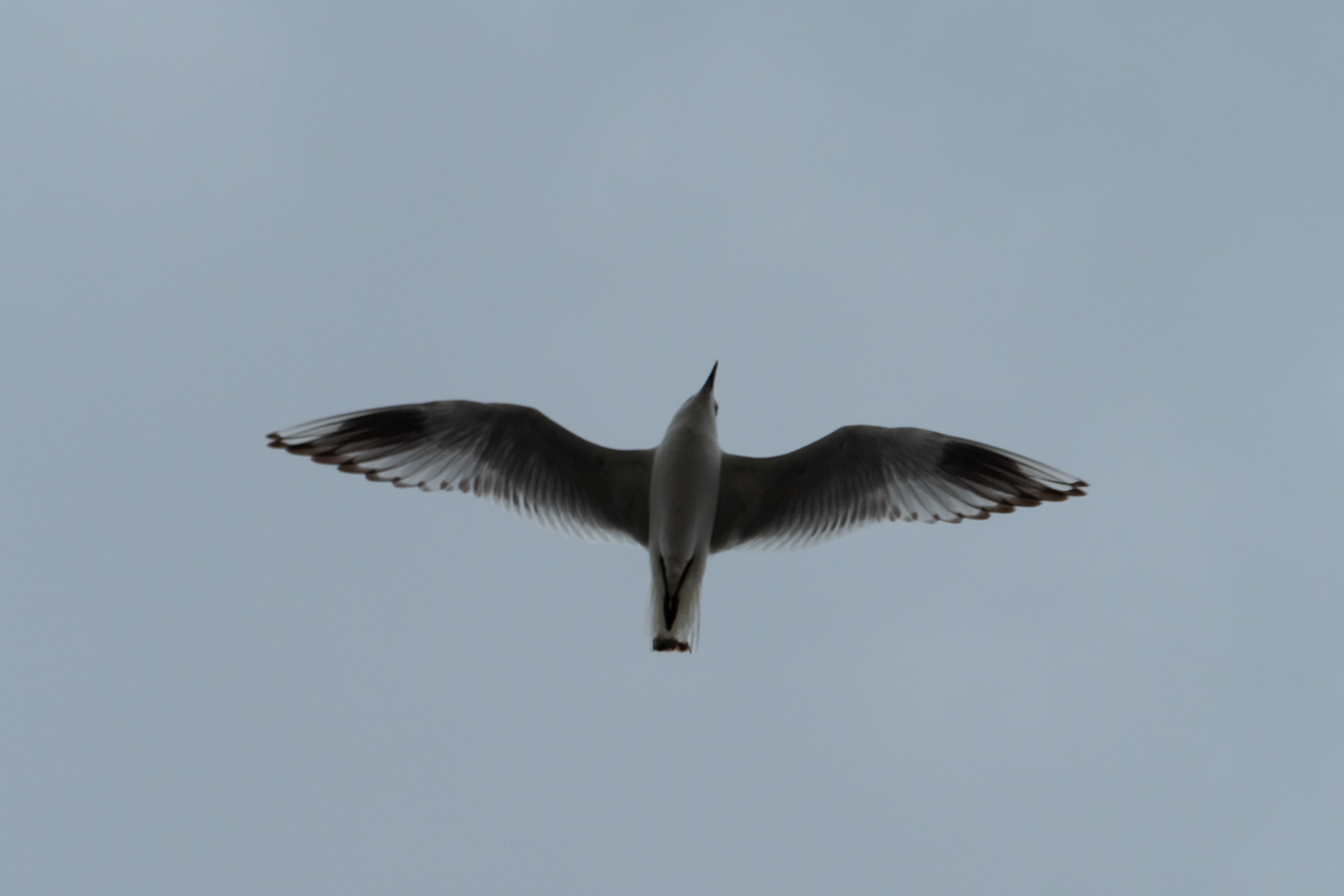 Saunders's Gull (image by Dave Farrow)