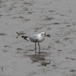 Saunders's Gull (image by Dave Farrow)