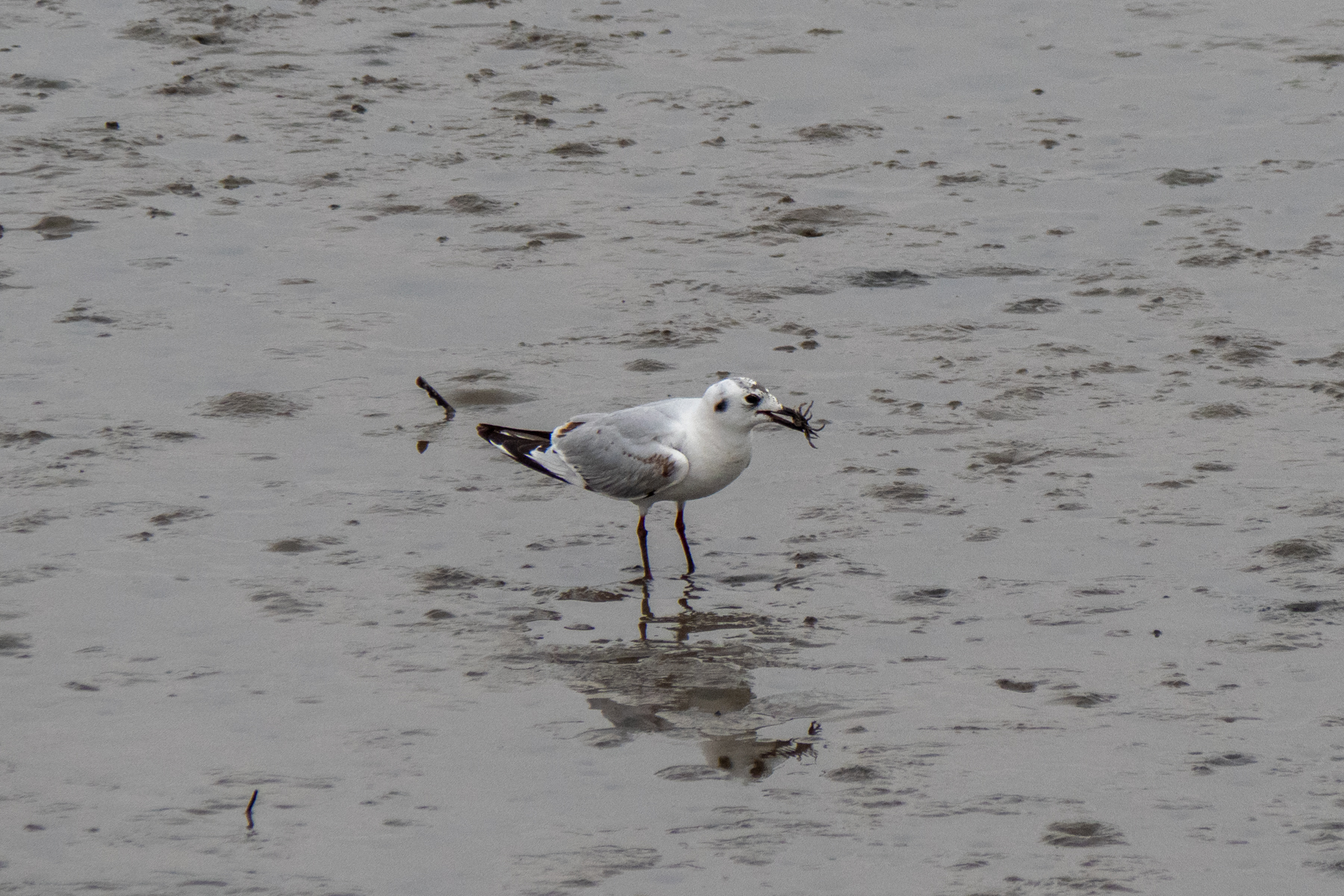 Saunders's Gull (image by Dave Farrow)