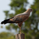 Savanna Hawk (image by Eustace Barnes)
