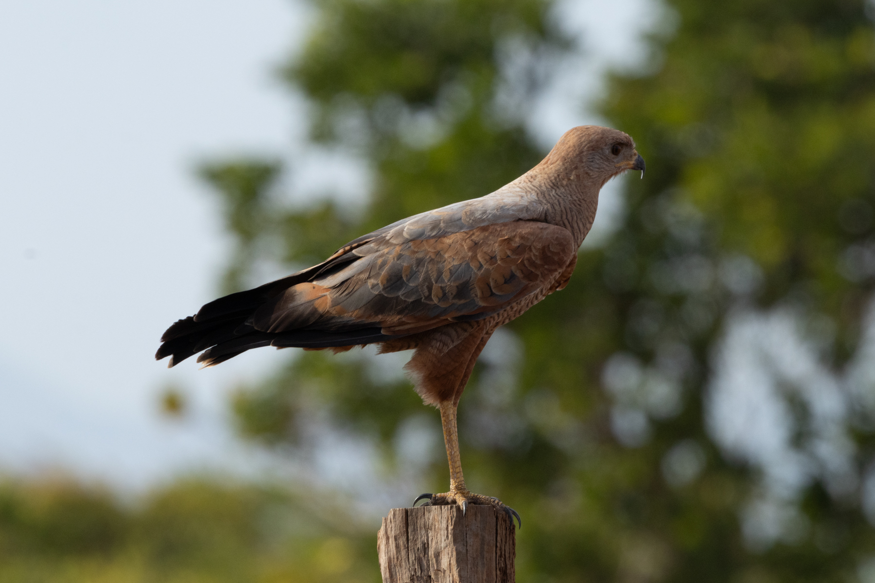 Savanna Hawk (image by Eustace Barnes)