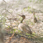 male Savile's Bustard (image by Diedert Koppenol)