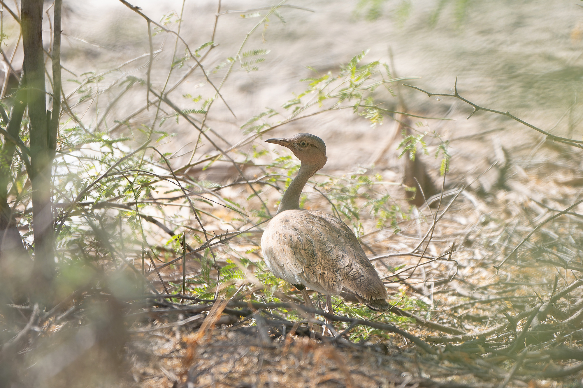 male Savile's Bustard (image by Diedert Koppenol)