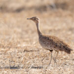 female Savile's Bustard (image by Diedert Koppenol)