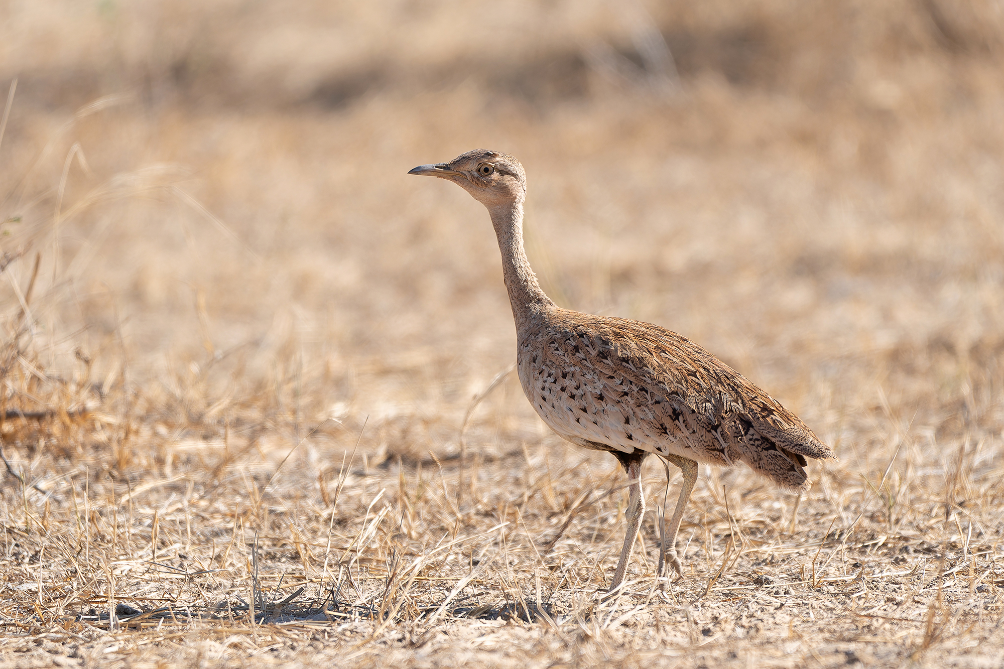 female Savile's Bustard (image by Diedert Koppenol)