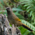 Scaly Laughingthrush (image by Craig Robson)