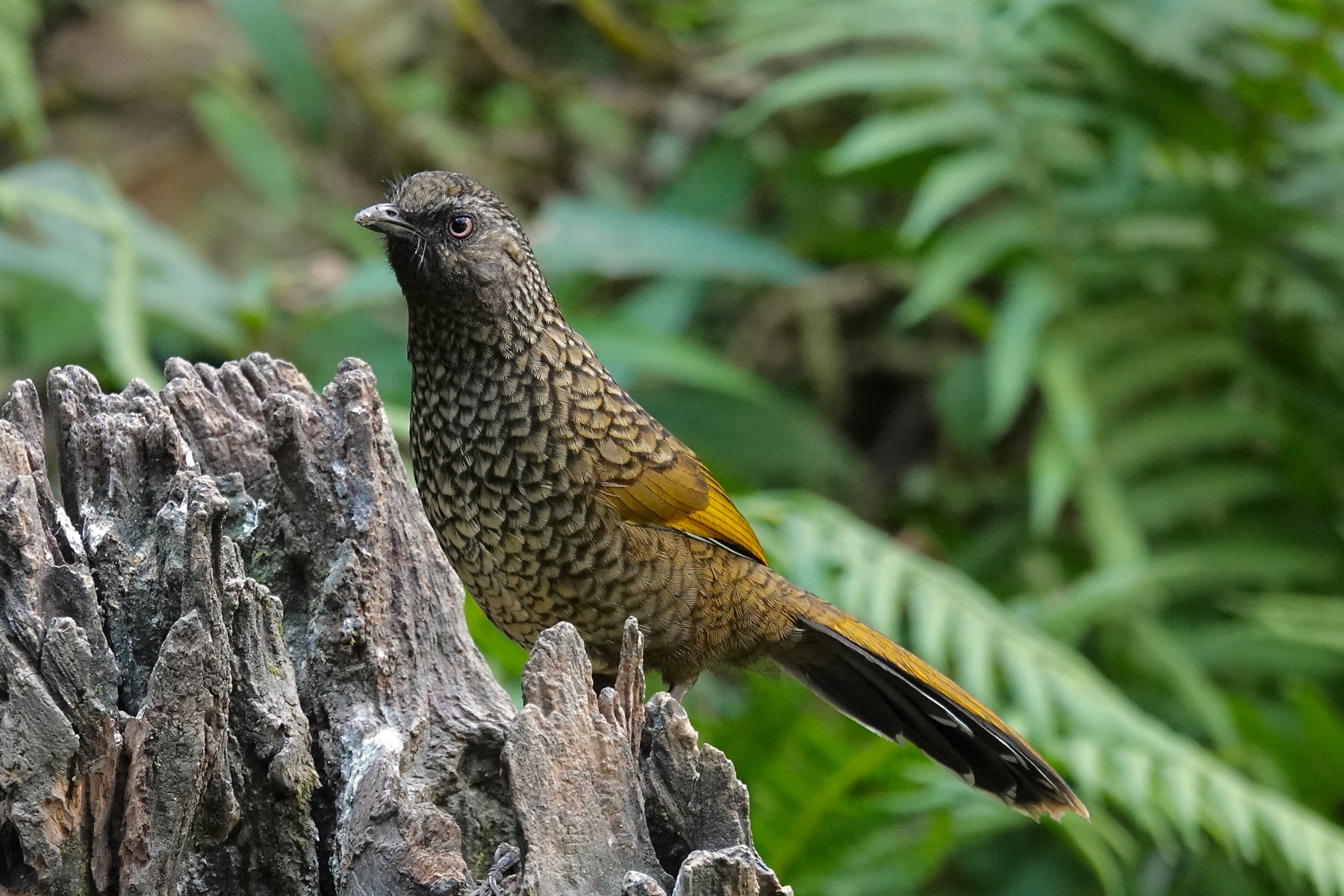 Scaly Laughingthrush (image by Craig Robson)