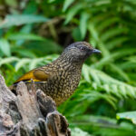 Scaly Laughingthrush (image by Craig Robson)