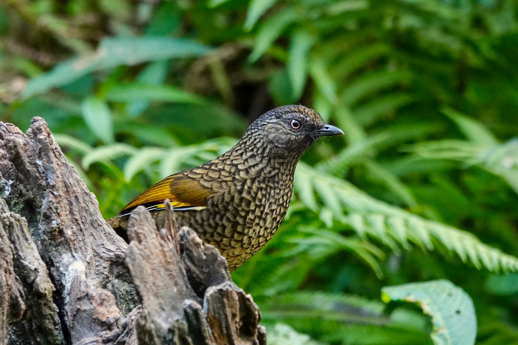 Scaly Laughingthrush (image by Craig Robson)