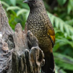 Scaly Laughingthrush (image by Craig Robson)