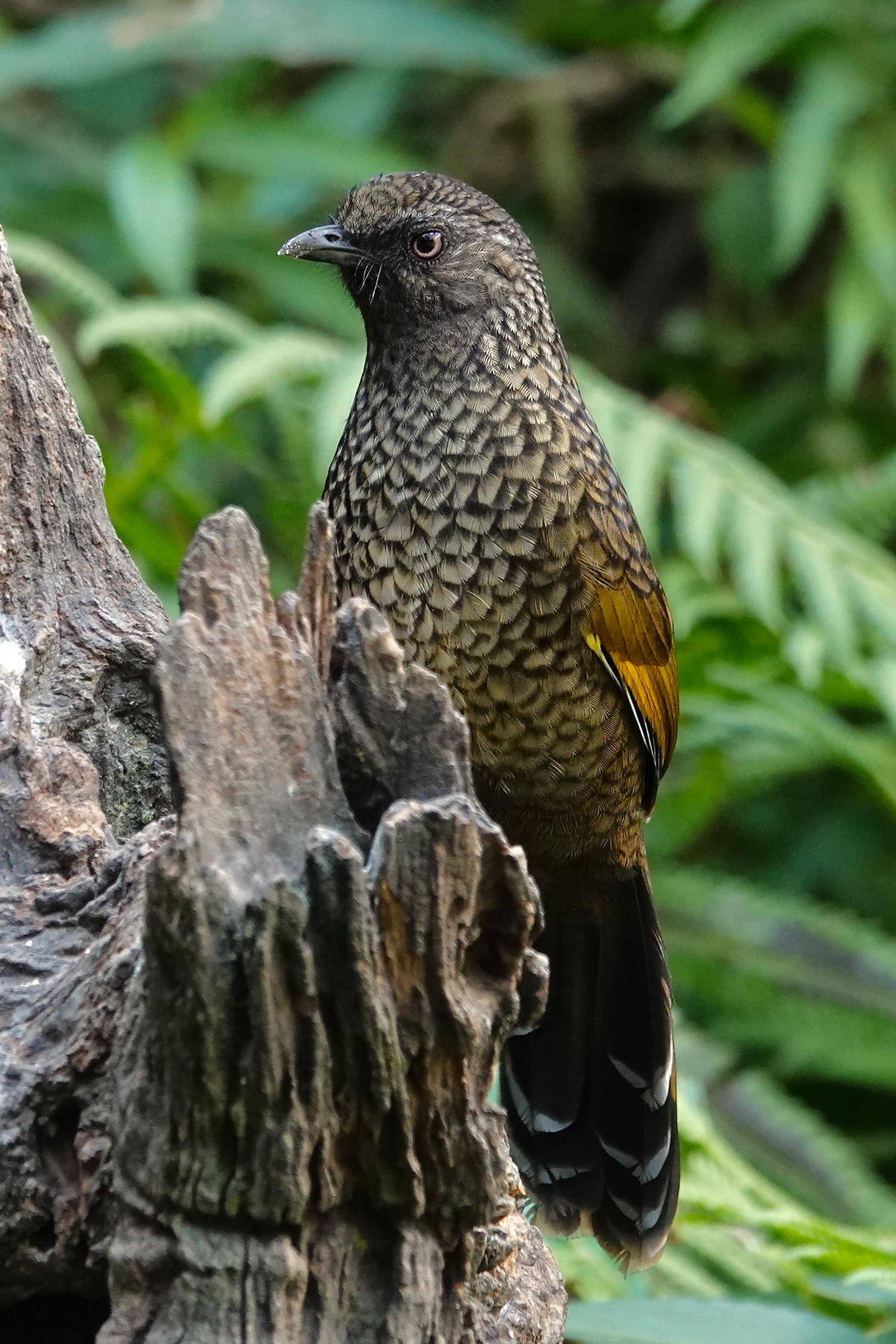 Scaly Laughingthrush (image by Craig Robson)