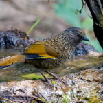 Scaly Laughingthrush (image by Craig Robson)