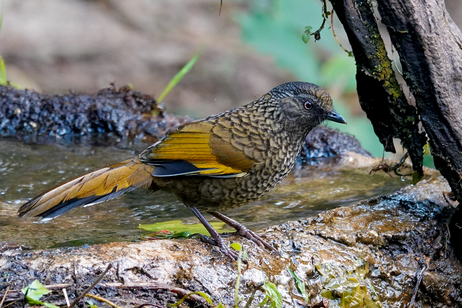 Scaly Laughingthrush (image by Craig Robson)