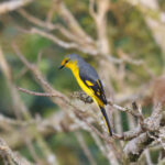 Scarlet Minivet (image by Hannu Jännes)
