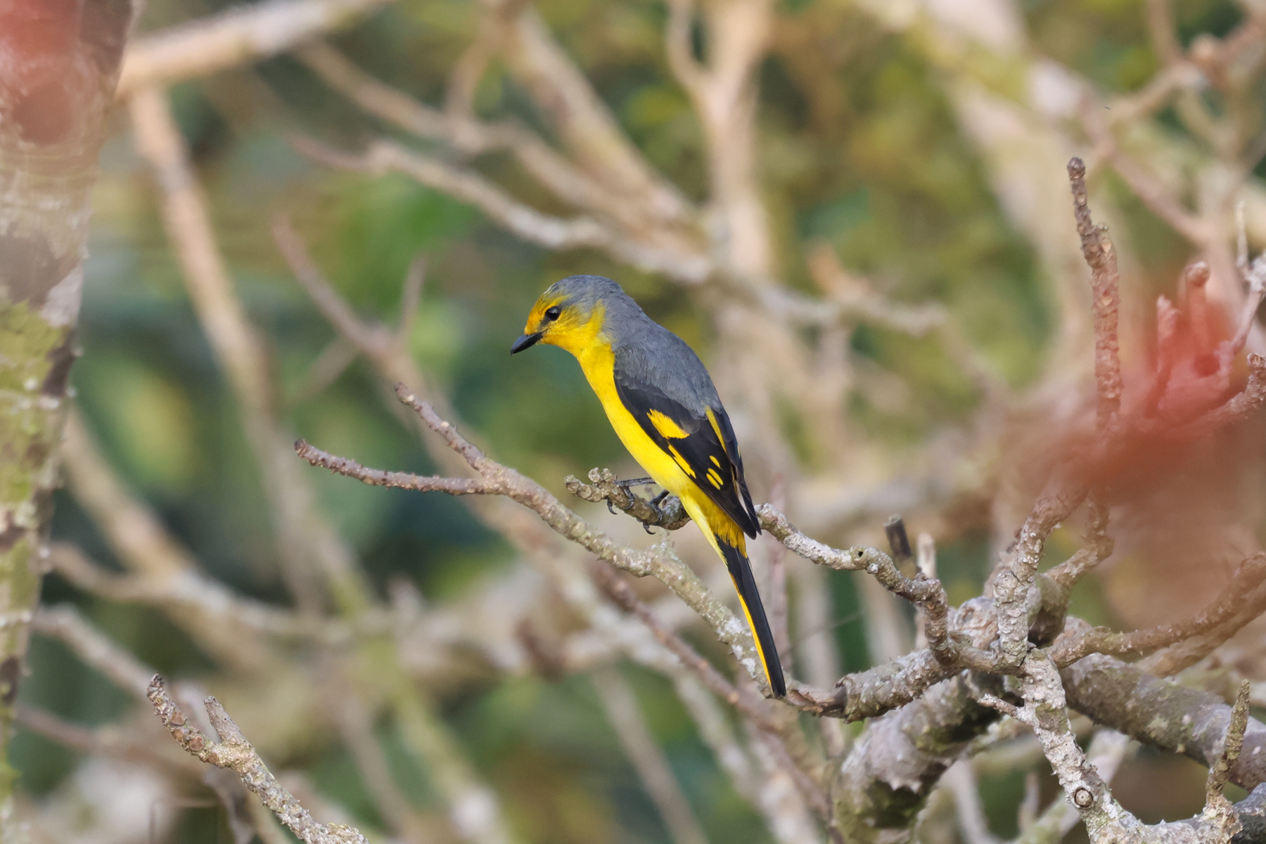 Scarlet Minivet (image by Hannu Jännes)