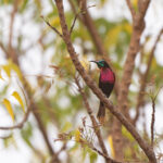 Scarlet-chested Sunbird (image by Diedert Koppenol)