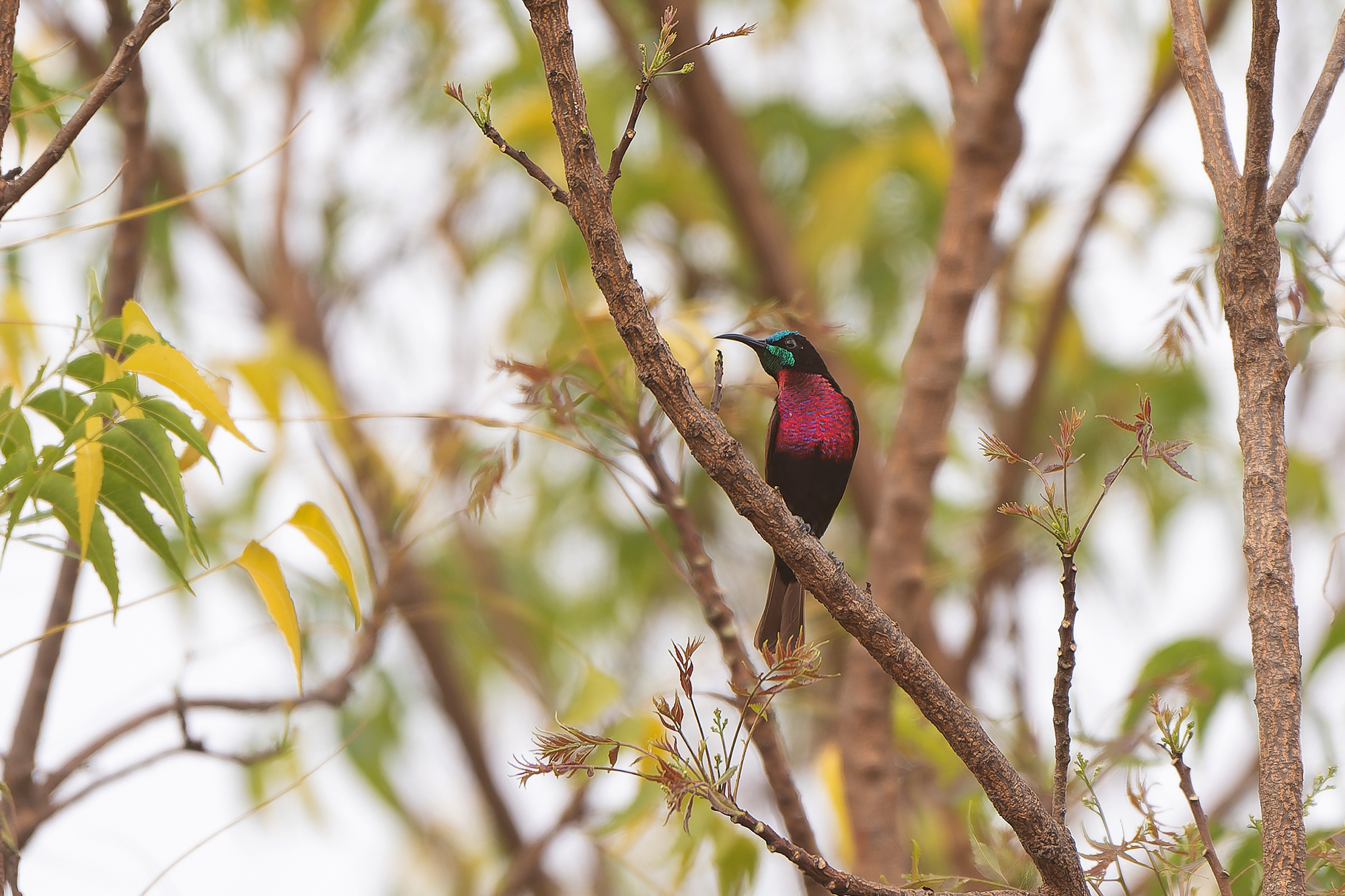 Scarlet-chested Sunbird (image by Diedert Koppenol)