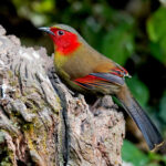Scarlet-faced Liocichla (image by Craig Robson)