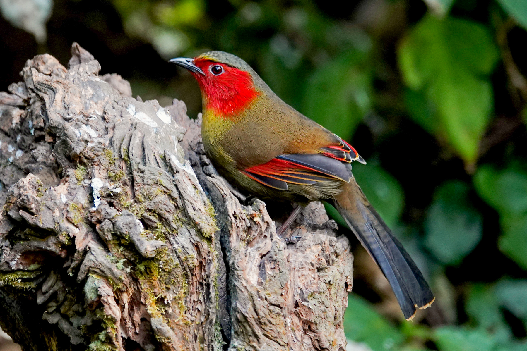 Scarlet-faced Liocichla (image by Craig Robson)