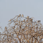Scissor-tailed Kites (image by Diedert Koppenol)