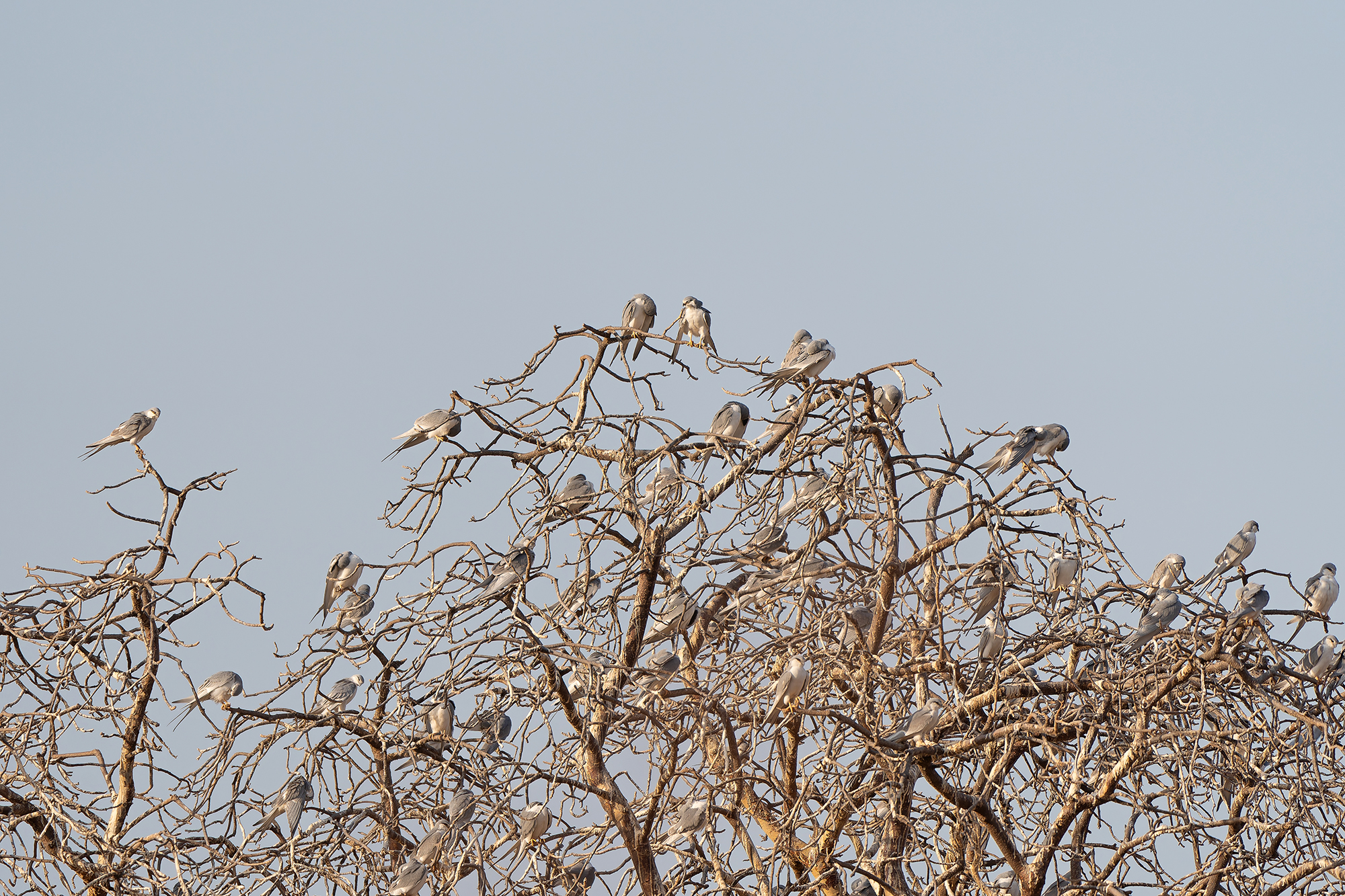 Scissor-tailed Kites (image by Diedert Koppenol)
