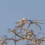 Scissor-tailed Kites (image by Diedert Koppenol)