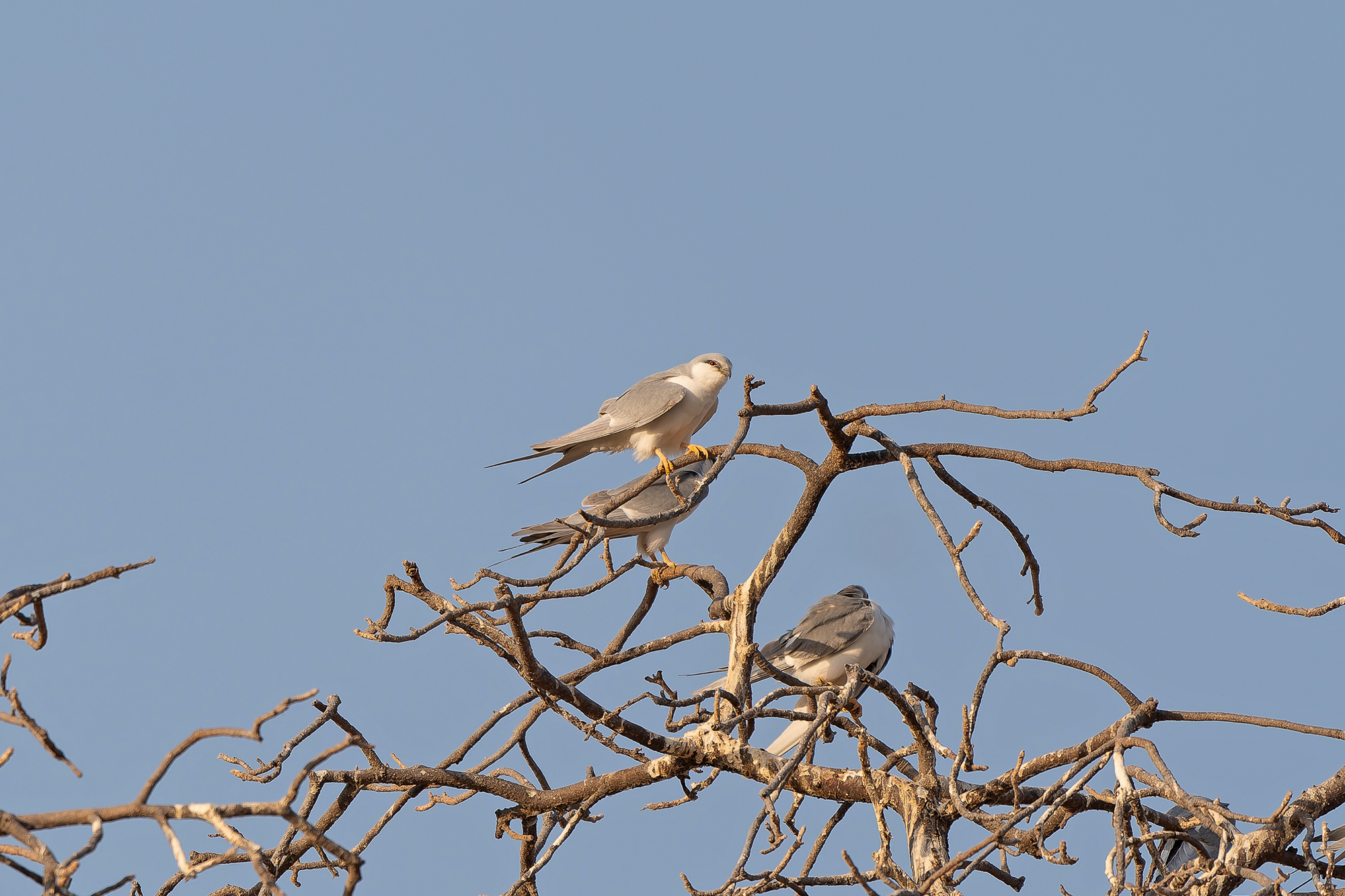 Scissor-tailed Kites (image by Diedert Koppenol)