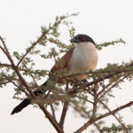 Senegal Coucal (image by Diedert Koppenol)