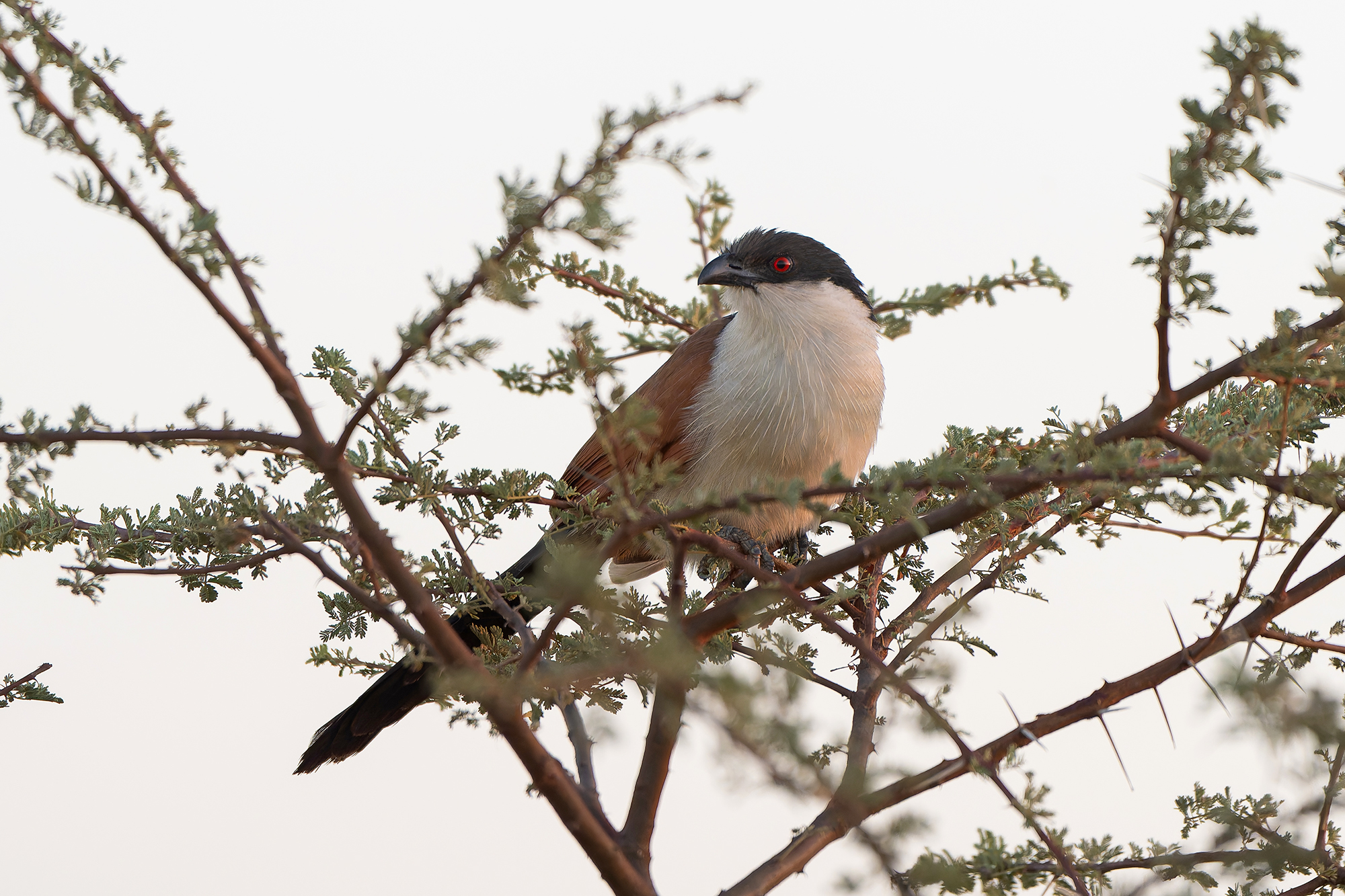 Senegal Coucal (image by Diedert Koppenol)