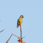 Senegal Parrot (image by Diedert Koppenol)