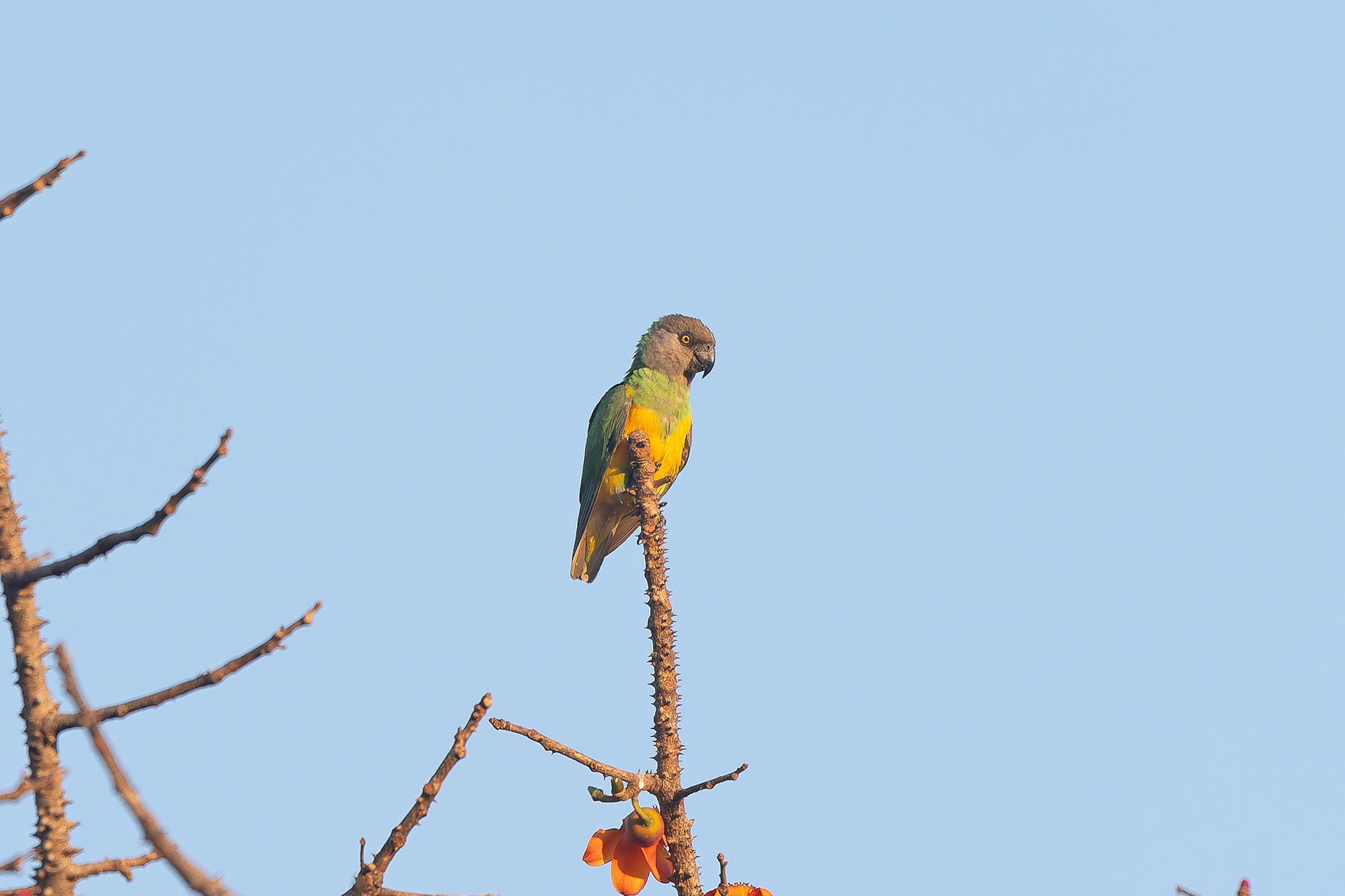 Senegal Parrot (image by Diedert Koppenol)