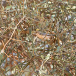 Sennar Penduline Tit (image by Diedert Koppenol)