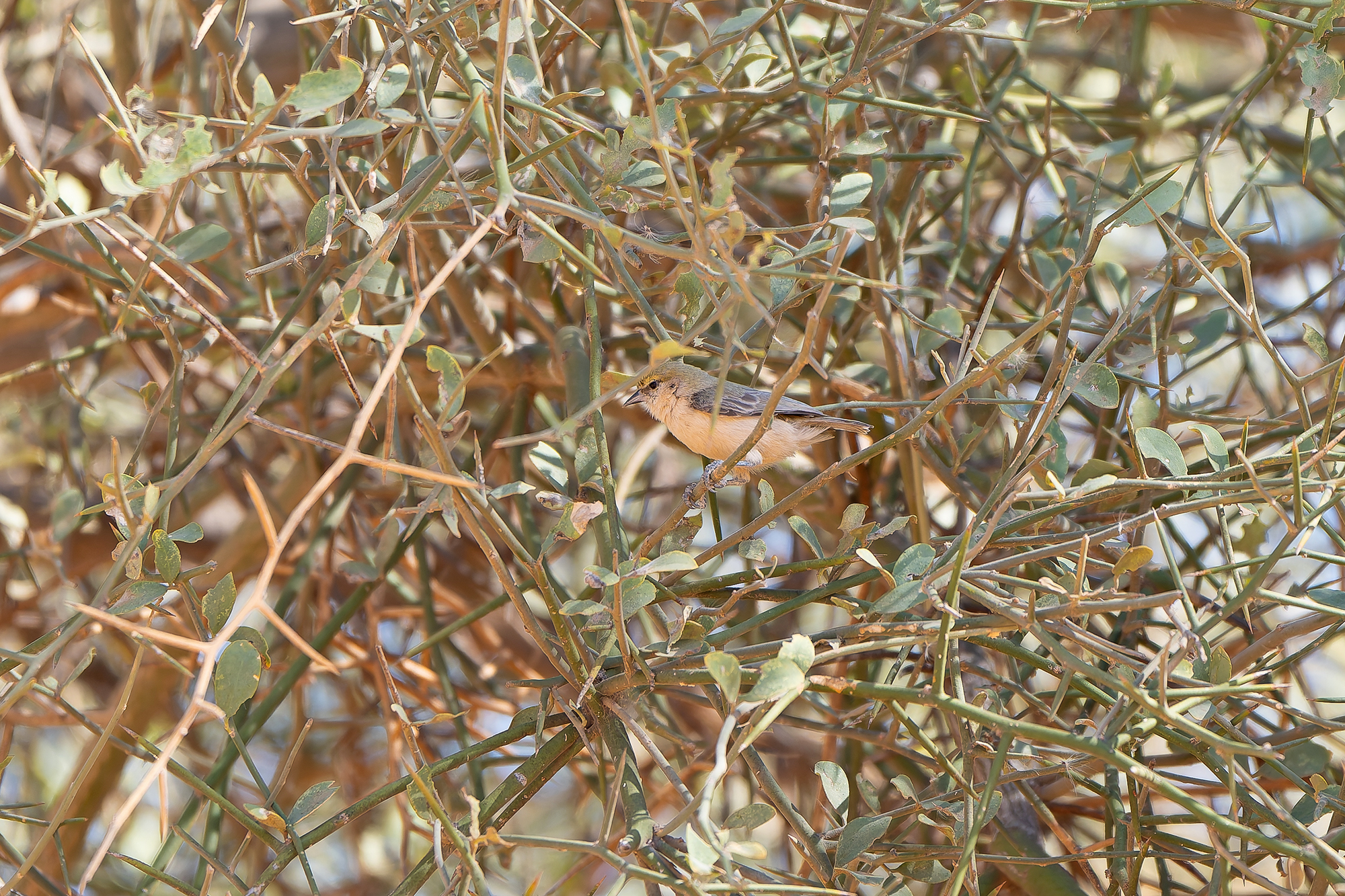 Sennar Penduline Tit (image by Diedert Koppenol)