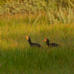 Sharp-tailed Ibises (image by Eustace Barnes)